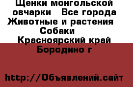 Щенки монгольской овчарки - Все города Животные и растения » Собаки   . Красноярский край,Бородино г.